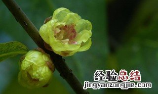 腊梅种子什么时候成熟 腊梅的种子什么时候成熟