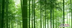 竹子代表什么人物 竹子代表什么人物写一段话50字