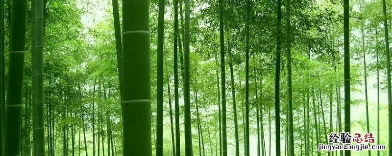 竹子代表什么人物 竹子代表什么人物写一段话50字