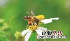 春天怎么找野蜜蜂 春天找蜜蜂最快方法