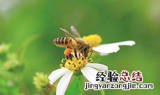 春天怎么找野蜜蜂 春天找蜜蜂最快方法