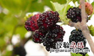 桑葚怎么洗干净