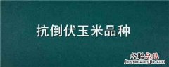 抗倒伏玉米品种用不用打矮壮素 抗倒伏玉米品种