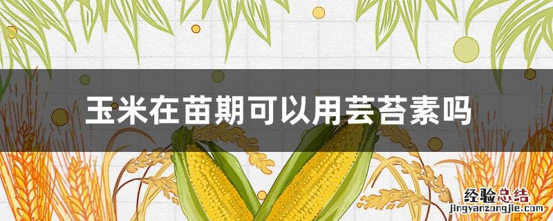 玉米苗能打芸苔素吗 玉米在苗期可以用芸苔素吗