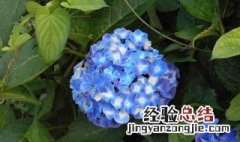 绣球花需要每天浇水吗 绣球花每天都要浇水吗