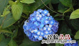 绣球花需要每天浇水吗 绣球花每天都要浇水吗