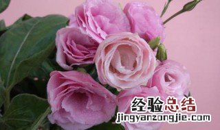 洋桔梗怎么养 白色洋桔梗怎么养