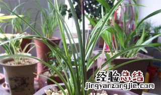 大一品与一品梅有什么区别 程梅和大一品哪个更好