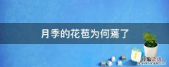 月季的花苞为何蔫了 月季很多花苞,开到后面打蔫