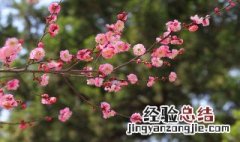 搜集有关梅花的资料 梅花的资料简述