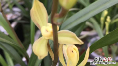 怎样养兰草才会开花结果 怎样养兰草才会开花