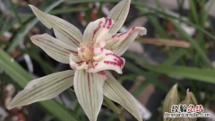兰花小苗几年开花 兰花小苗几年能开花