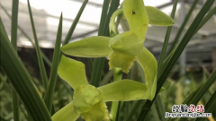 种植兰花能致富吗视频 种植兰花能致富吗