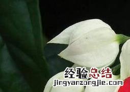 龙吐珠的养殖方法与注意事项图片 龙吐珠的养殖方法与注意事项