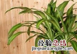 巴西木的养殖方法和注意事项视频 巴西木的养殖方法