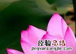 莲子心的功效与作用 莲的功效与作用