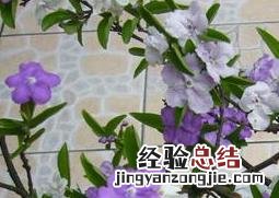 双色茉莉怎么养护 双色茉莉怎么养