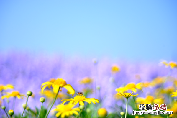 鹧鸪天范成大赏析 鹧鸪天范成大赏析语言特色