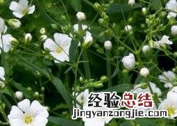 满天星的养殖方法和注意事项 养殖日记 满天星的养殖方法与注意事项