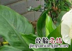 一帆风顺是什么花 一帆风顺是什么花树
