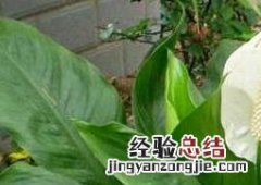 一帆风顺是什么花 一帆风顺是什么花树