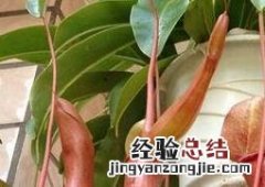 猪笼草的养殖方法与注意事项 猪笼草的养殖方法与注意事项视频