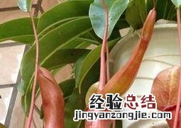 猪笼草的养殖方法与注意事项 猪笼草的养殖方法与注意事项视频