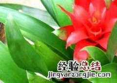 凤梨花的功效与作用 梨花的作用和功效