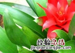 凤梨花的功效与作用 梨花的作用和功效