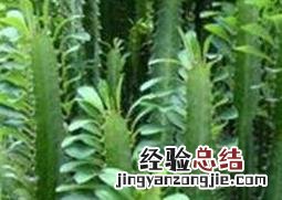 龙骨花的养殖方法 龙骨花的养殖方法和注意事项