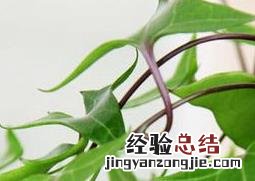 室内养什么花对孕妇好呢 室内养什么花对孕妇好