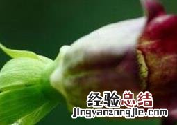 羊乳花的功效 羊乳花图片