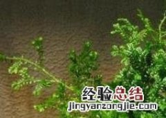 常青藤怎么养 常春藤怎么养护 常春藤怎么长得更好