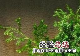 常青藤怎么养 常春藤怎么养护 常春藤怎么长得更好