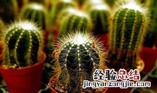 仙人掌防电脑的辐射吗 仙人掌防电脑的辐射吗视频