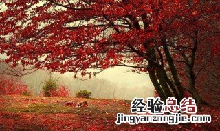 香山公园红叶最佳观赏时间 香山公园红叶最佳观赏时间是几月份