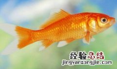 鱼能吃鸡蛋黄吗怎么吃 鱼能吃鸡蛋黄吗