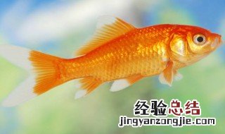 鱼能吃鸡蛋黄吗怎么吃 鱼能吃鸡蛋黄吗