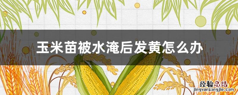 玉米被淹变黄怎么办 玉米苗被水淹后发黄怎么办