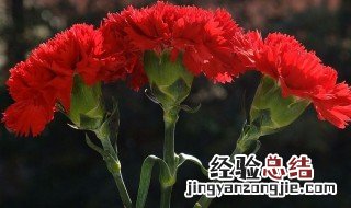 康乃馨一年开几次花花期多长 康乃馨一年开几次花