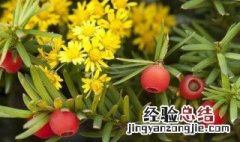 红豆杉变黄叶如何处理视频 红豆杉变黄叶如何处理