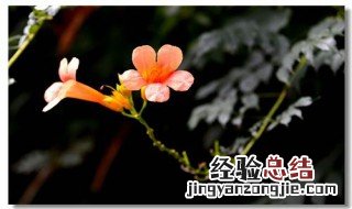 凌霄花的寓意象征 致橡树中凌霄花的寓意象征