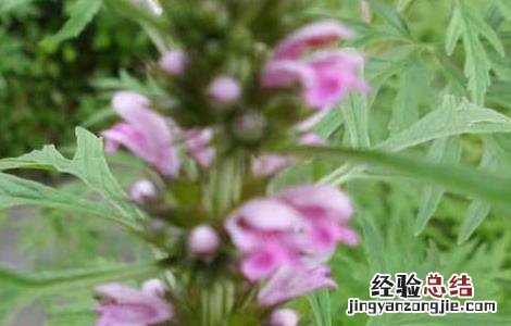 益母草怎么吃效果好 益母草怎么吃效果好呢
