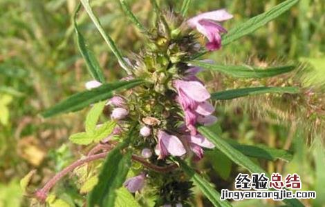 益母草怎么吃效果好 益母草怎么吃效果好呢