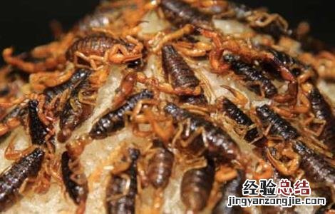油炸蝎子的做法 油炸蝎子的做法和配方