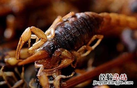 油炸蝎子的做法 油炸蝎子的做法和配方