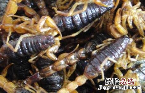 油炸蝎子的做法 油炸蝎子的做法和配方