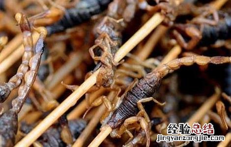 油炸蝎子的做法 油炸蝎子的做法和配方