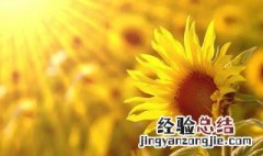适合早上简短的朋友圈 适合早上发朋友圈的句子简短的