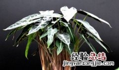 小仙女花的养殖方法图片 小仙女花的养殖方法